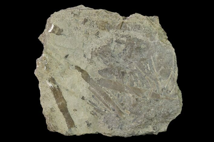 Partial, Fossil Echinoid (Archaeocidaris) - Missouri #162647